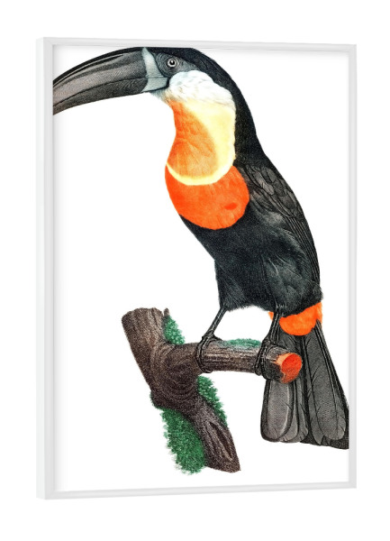 Poster mit weißem Rahmen "Grünschnabeltukan" artboxONE - Natur,Für Kinder,Tiere,Für Mama,Für Papa