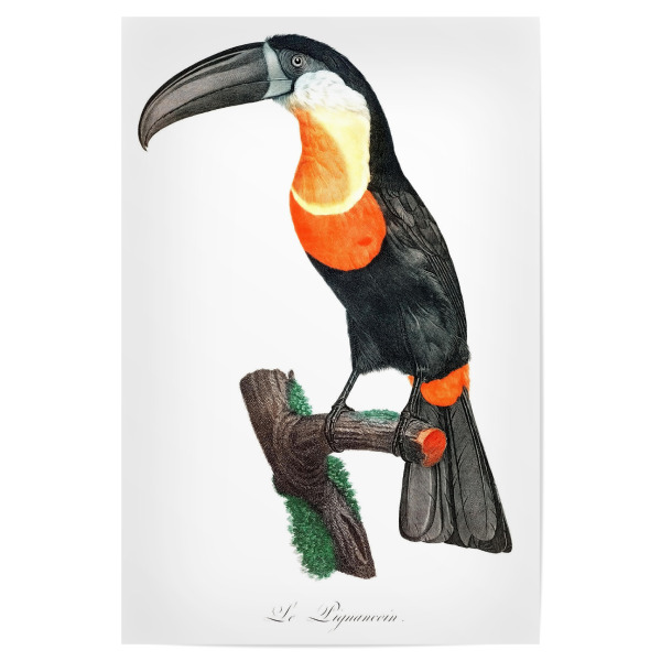 Poster 30x20 cm "Grünschnabeltukan" artboxONE - Natur,Für Kinder,Tiere,Für Mama,Für Papa