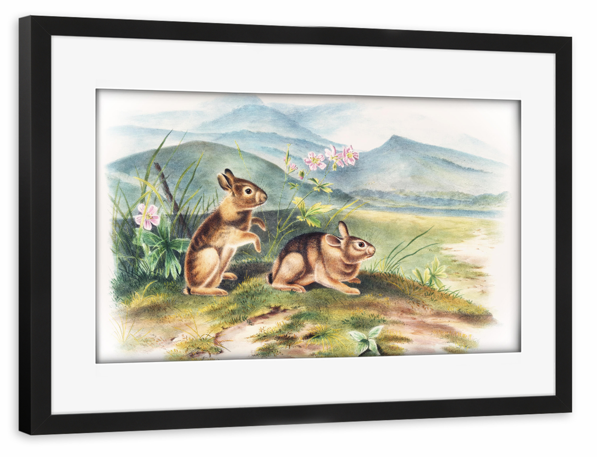 Poster mit Rahmen schwarz "Nuttalls Hase" artboxONE - Natur,Für Kinder,Tiere,Für Mama,Für Papa