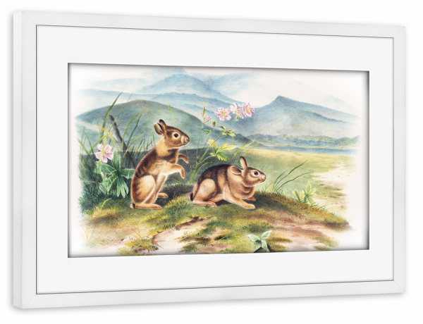 Poster mit Rahmen weiß "Nuttalls Hase" artboxONE - Natur,Für Kinder,Tiere,Für Mama,Für Papa