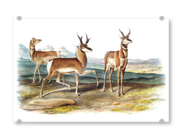 Acrylglasbild "Zinken-gehörnte Antilope" artboxONE - Natur,Für Kinder,Tiere,Für Mama,Für Papa