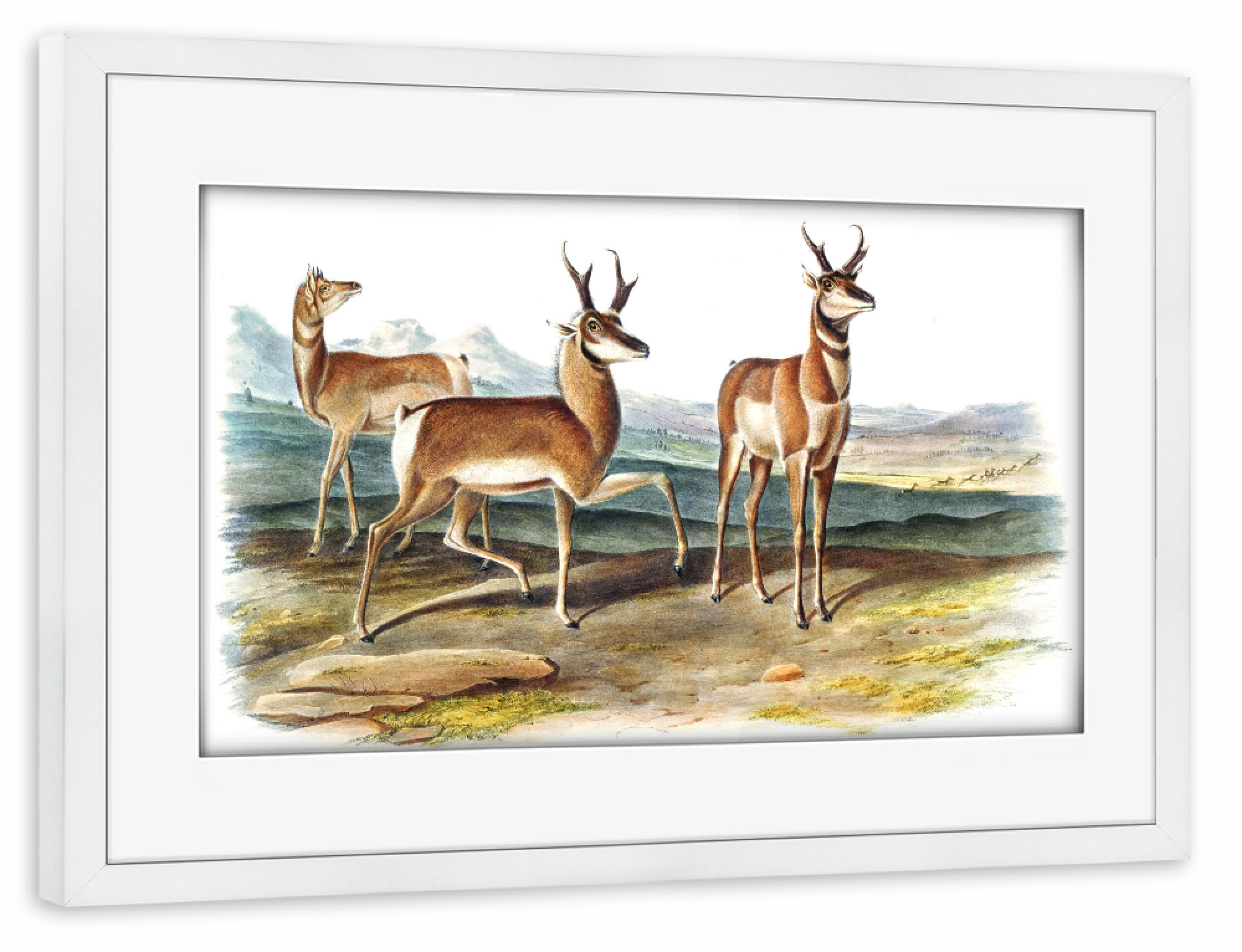 Poster mit Rahmen weiß "Zinken-gehörnte Antilope" artboxONE - Natur,Für Kinder,Tiere,Für Mama,Für Papa