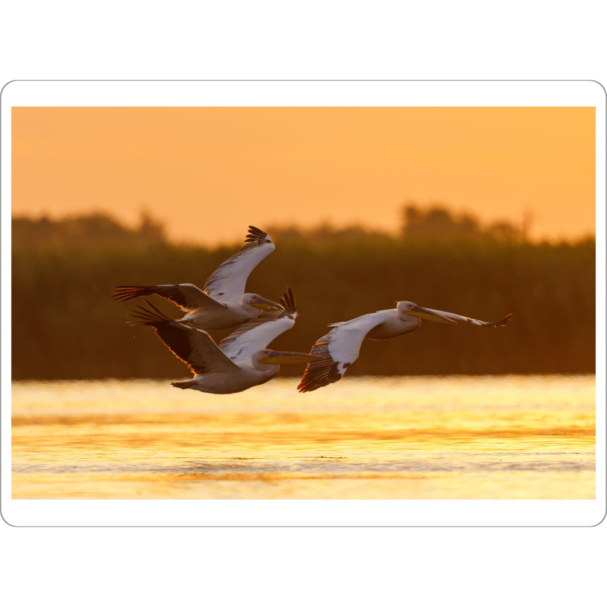 Tischset "Pelikane im Sonnenaufgang" artboxONE - Tiere - Pelikan,Vogel,Donaudelta,Pelikane,Wildlife,Wildnis,Rosa pelikan,Sonnenaufgang,Sonnenuntergang