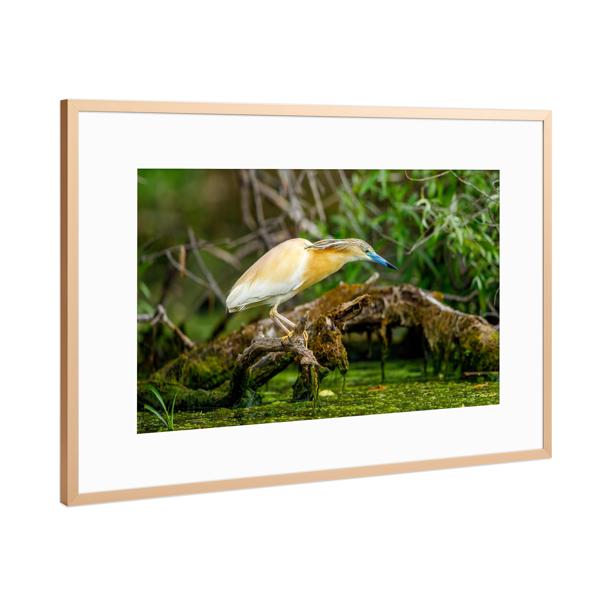 Poster mit Rahmen Kupfer "Der Rallenreiher im Donaudelta" artboxONE - Natur,Tiere - Rallenreiher,Vogel,Reiher,Wildlife,Donaudelta,Tiere,Sumpf