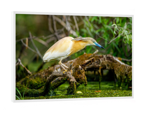 Poster mit weißem Rahmen "Der Rallenreiher im Donaudelta" artboxONE - Natur,Tiere - Rallenreiher,Vogel,Reiher,Wildlife,Donaudelta,Tiere,Sumpf