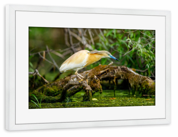 Poster mit Rahmen weiß "Der Rallenreiher im Donaudelta" artboxONE - Natur,Tiere - Rallenreiher,Vogel,Reiher,Wildlife,Donaudelta,Tiere,Sumpf