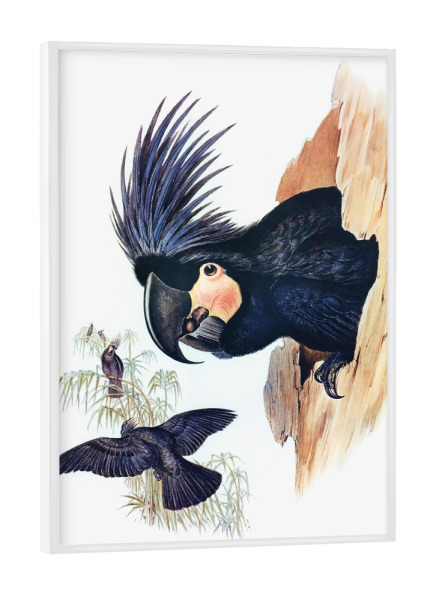 Poster mit weißem Rahmen "Großer Palmkakadu" artboxONE - Natur,Für Kinder,Tiere,Für Mama,Für Papa
