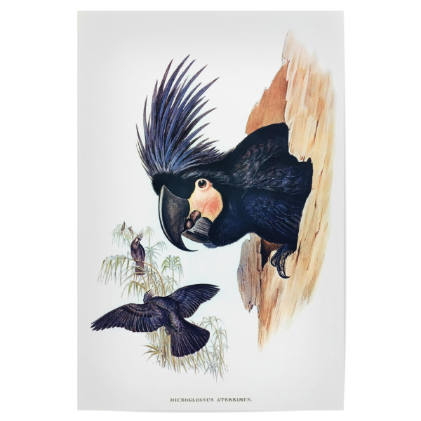 Poster 30x20 cm "Großer Palmkakadu" artboxONE - Natur,Für Kinder,Tiere,Für Mama,Für Papa