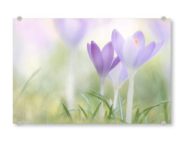 Acrylglasbild "Frühlingsblume" artboxONE - Natur,Floral - Krokus,Frühling,Spring,Springtime,Frühjahr,Jahreszeit,Blume,Blüte