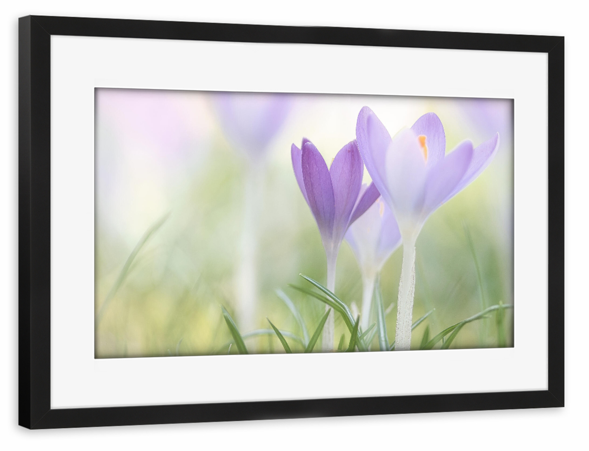 Poster mit Rahmen schwarz "Frühlingsblume" artboxONE - Natur,Floral - Krokus,Frühling,Spring,Springtime,Frühjahr,Jahreszeit,Blume,Blüte