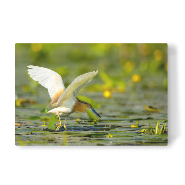 Leinwandbild "Der Rallenreiher beim fischen" artboxONE - Natur,Tiere - Rallenreiher,Vogel,Reiher,Wildlife,Donaudelta,Tiere,Sumpf