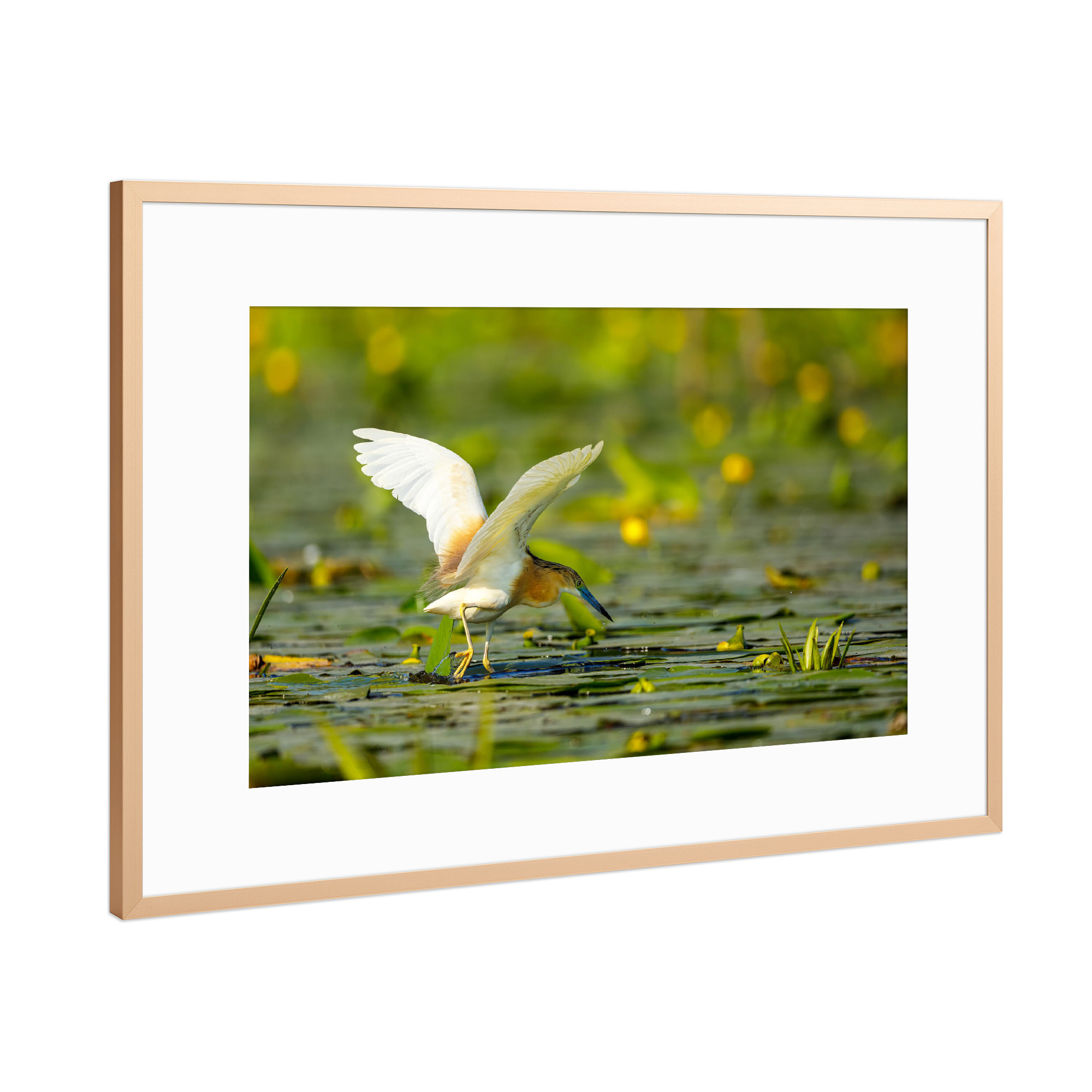 Poster mit Rahmen Kupfer "Der Rallenreiher beim fischen" artboxONE - Natur,Tiere - Rallenreiher,Vogel,Reiher,Wildlife,Donaudelta,Tiere,Sumpf