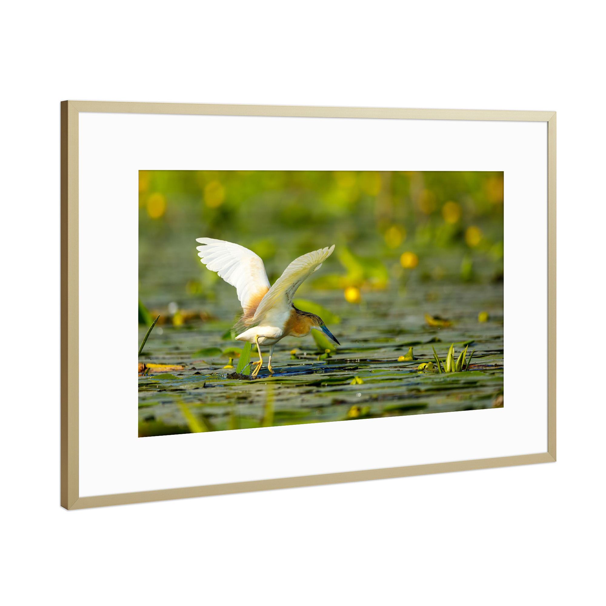 Poster mit Rahmen Gold "Der Rallenreiher beim fischen" artboxONE - Natur,Tiere - Rallenreiher,Vogel,Reiher,Wildlife,Donaudelta,Tiere,Sumpf