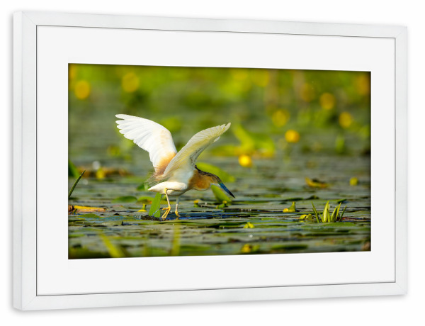 Poster mit Rahmen weiß "Der Rallenreiher beim fischen" artboxONE - Natur,Tiere - Rallenreiher,Vogel,Reiher,Wildlife,Donaudelta,Tiere,Sumpf