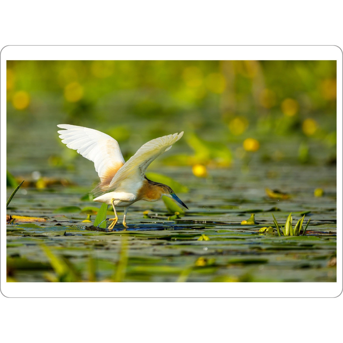 Tischset "Der Rallenreiher beim fischen" artboxONE - Natur,Tiere - Rallenreiher,Vogel,Reiher,Wildlife,Donaudelta,Tiere,Sumpf - Bild rallenreiher