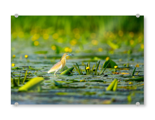 Acrylglasbild "Rallenreiher" artboxONE - Tiere - Rallenreiher,Vogel,Reiher,Wildlife,Donaudelta,Tiere,Sumpf