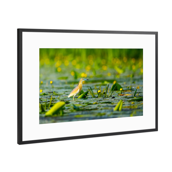Poster mit Rahmen Schwarz (Metallic) "Rallenreiher" artboxONE - Tiere - Rallenreiher,Vogel,Reiher,Wildlife,Donaudelta,Tiere,Sumpf