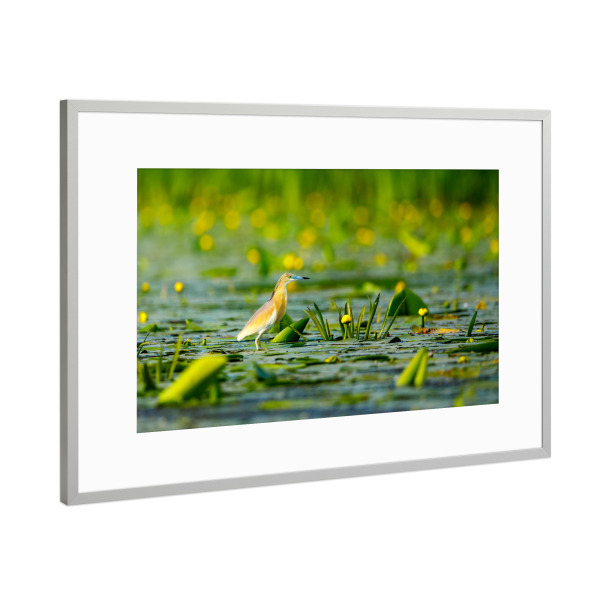 Poster mit Rahmen Silber "Rallenreiher" artboxONE - Tiere - Rallenreiher,Vogel,Reiher,Wildlife,Donaudelta,Tiere,Sumpf
