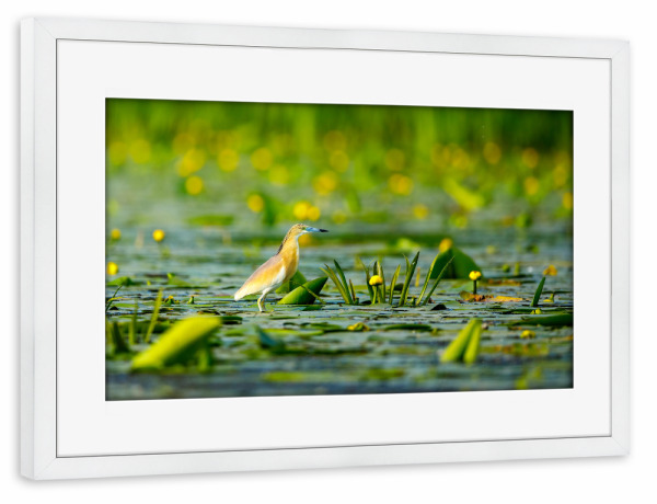 Poster mit Rahmen weiß "Rallenreiher" artboxONE - Tiere - Rallenreiher,Vogel,Reiher,Wildlife,Donaudelta,Tiere,Sumpf