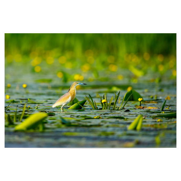 Poster 30x20 cm "Rallenreiher" artboxONE - Tiere - Rallenreiher,Vogel,Reiher,Wildlife,Donaudelta,Tiere,Sumpf