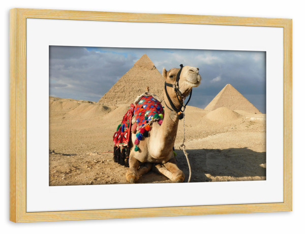 Poster mit Rahmen kiefer "Kamel an den Pyramiden" artboxONE - Reise,Tiere,Reise / Afrika,Reise / Länder