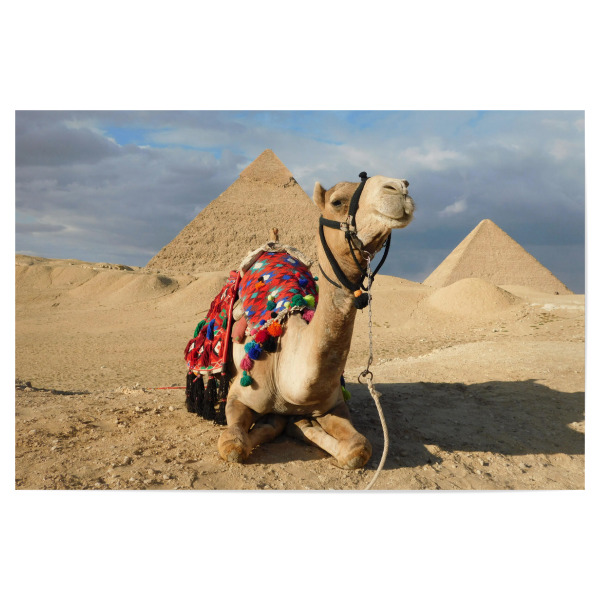 Poster 30x20 cm "Kamel an den Pyramiden" artboxONE - Reise,Tiere,Reise / Afrika,Reise / Länder
