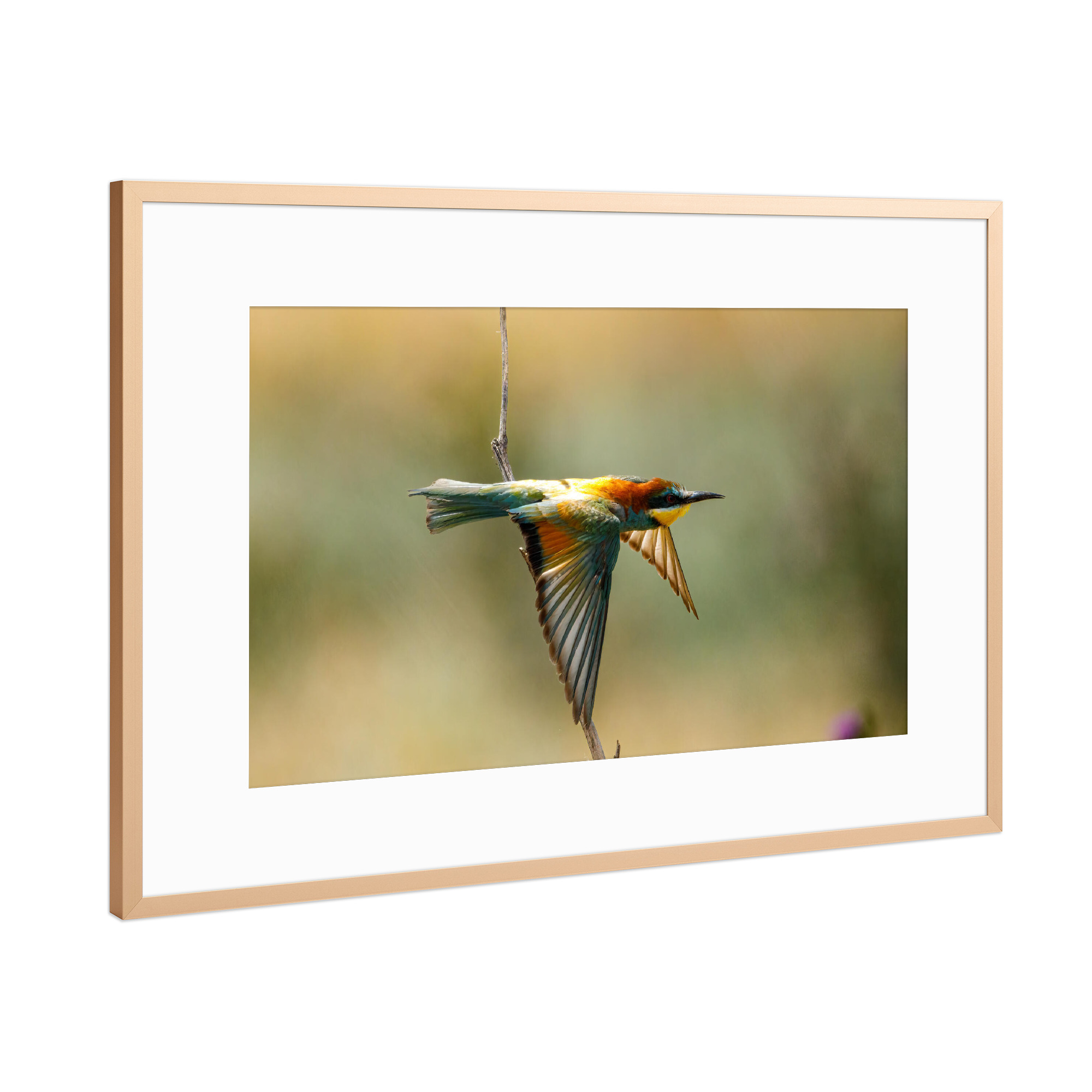 Poster mit Rahmen Kupfer "Bunte Bienenfresser" artboxONE - Natur,Tiere - Bienenfresser,Vogel,Wildlife,Bunter vogel,Flug,Fliegen,Federn