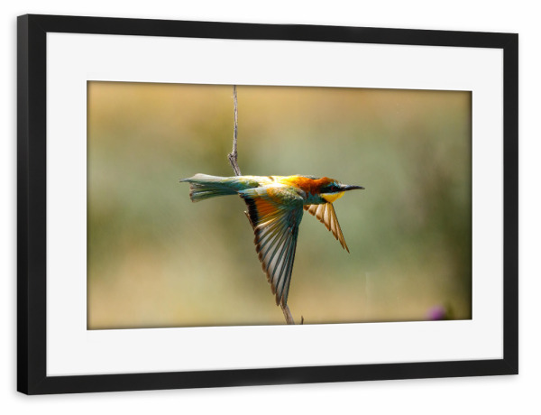 Poster mit Rahmen schwarz "Bunte Bienenfresser" artboxONE - Natur,Tiere - Bienenfresser,Vogel,Wildlife,Bunter vogel,Flug,Fliegen,Federn