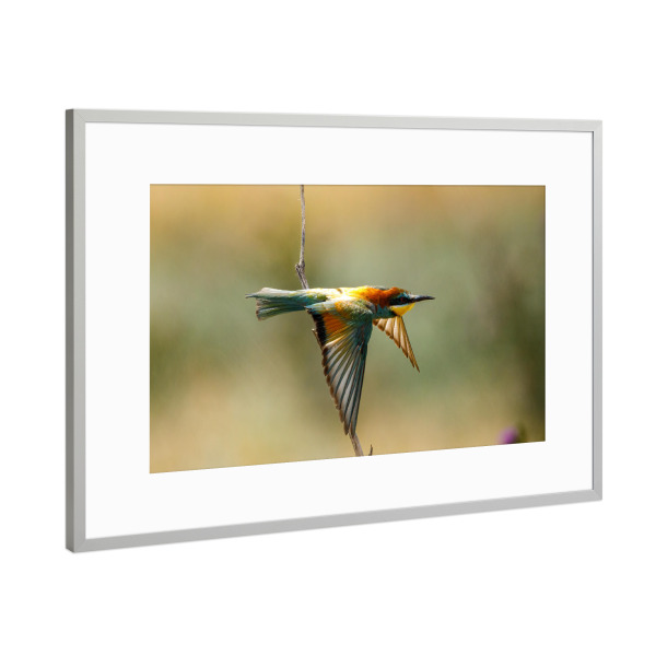 Poster mit Rahmen Silber "Bunte Bienenfresser" artboxONE - Natur,Tiere - Bienenfresser,Vogel,Wildlife,Bunter vogel,Flug,Fliegen,Federn