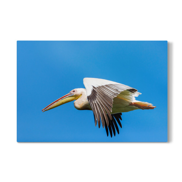Galerie-Print "Ein Pelikan im Flug" 30x20 cm artboxONE