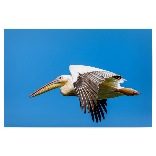 Poster 30x20 cm "Ein Pelikan im Flug" artboxONE - Tiere - Pelikan,Vogel,Donaudelta,Pelikane,Wildlife,Wildnis,Rosa pelikan