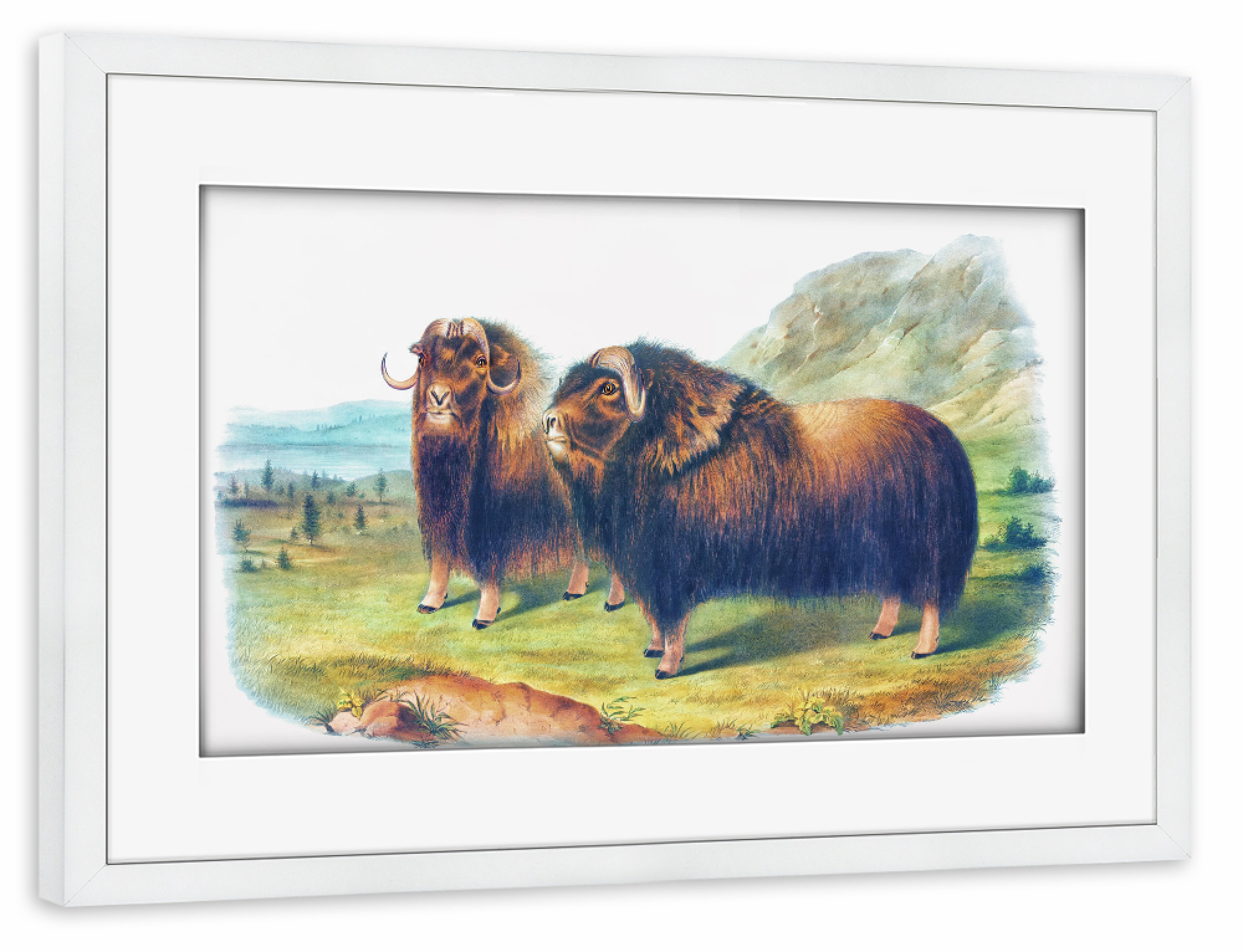 Poster mit Rahmen weiß "Moschusochse" artboxONE - Natur,Für Kinder,Tiere,Für Mama,Für Papa