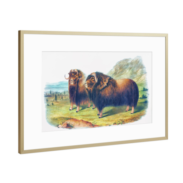 Poster mit Rahmen Gold "Moschusochse" artboxONE - Natur,Für Kinder,Tiere,Für Mama,Für Papa