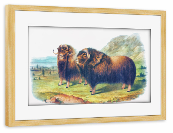 Poster mit Rahmen kiefer "Moschusochse" artboxONE - Natur,Für Kinder,Tiere,Für Mama,Für Papa