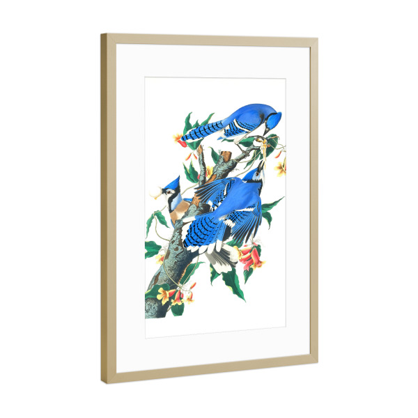 Poster mit Rahmen Gold "Blauhäher" artboxONE - Natur,Für Kinder,Tiere,Für Mama,Für Papa