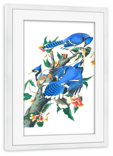Poster mit Rahmen weiß "Blauhäher" artboxONE - Natur,Für Kinder,Tiere,Für Mama,Für Papa