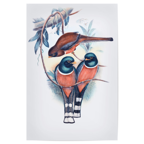 Poster 30x20 cm "Trogan Personatus" artboxONE - Natur,Für Kinder,Tiere,Für Mama,Für Papa