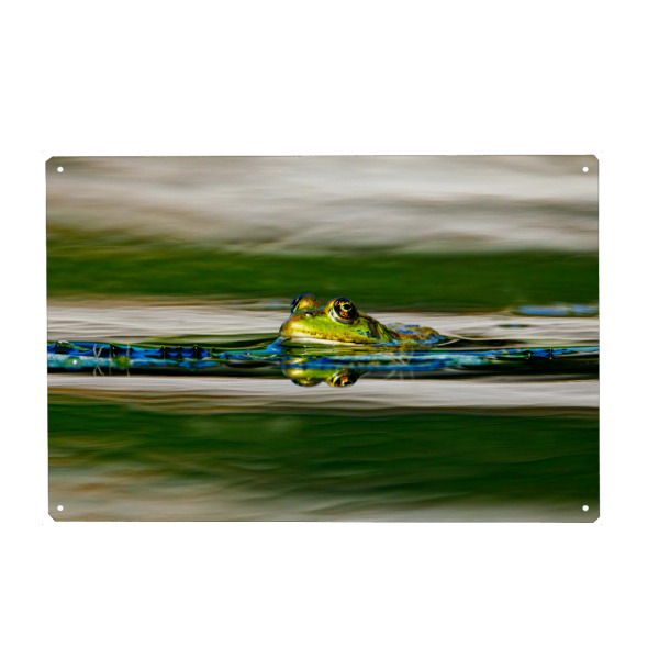 Holzbild "Grüner Frosch im Teich" artboxONE - Tiere - Frosch,Grün,Teichfrosch,Teich,See,Amphibien,Frösche,Augen,Spiegelung