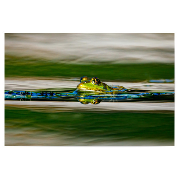 Poster "Grüner Frosch im Teich" artboxONE - Tiere - Frosch,Grün,Teichfrosch,Teich,See,Amphibien,Frösche,Augen,Spiegelung