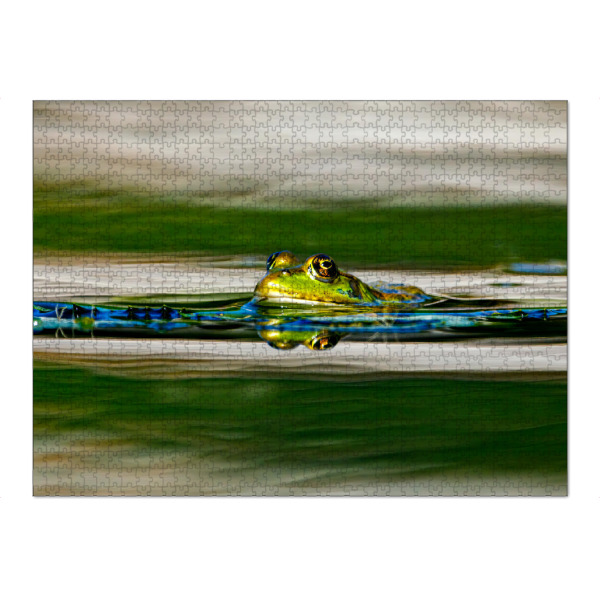 Puzzle Ravensburger "Grüner Frosch im Teich" artboxONE - Tiere - Frosch,Grün,Teichfrosch,Teich,See,Amphibien,Frösche,Augen,Spiegelung - Bild frosch