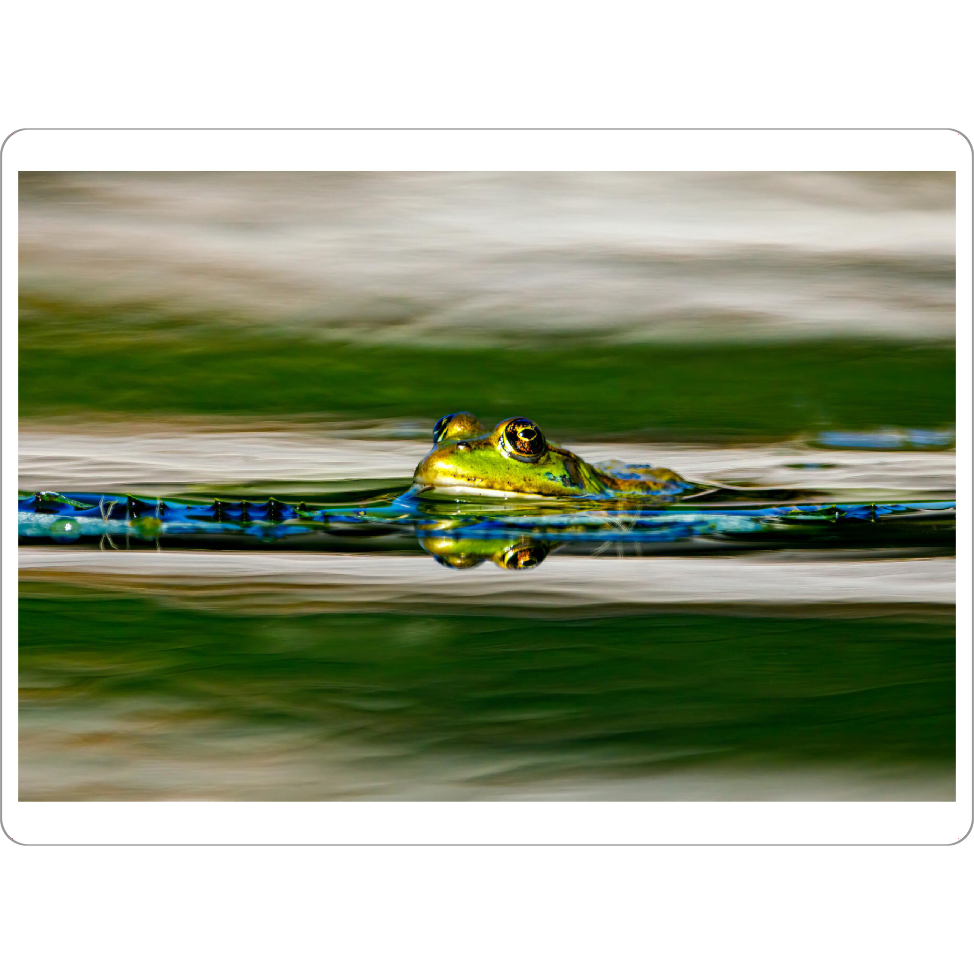 Tischset "Grüner Frosch im Teich" artboxONE - Tiere - Frosch,Grün,Teichfrosch,Teich,See,Amphibien,Frösche,Augen,Spiegelung - Bild frosch
