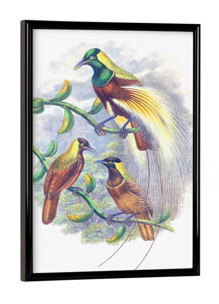 Poster mit schwarzem Rahmen "Trichoparadisea Gulielmi" artboxONE - Natur,Für Kinder,Tiere,Für Mama,Für Papa