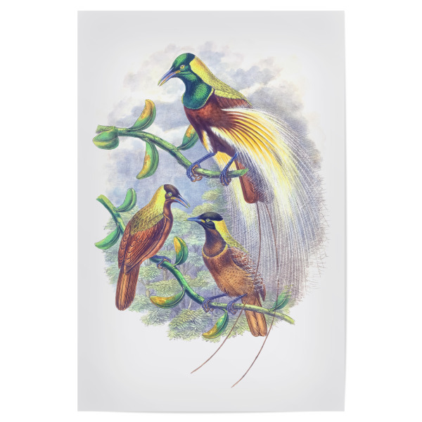 Poster "Trichoparadisea Gulielmi" artboxONE - Natur,Für Kinder,Tiere,Für Mama,Für Papa