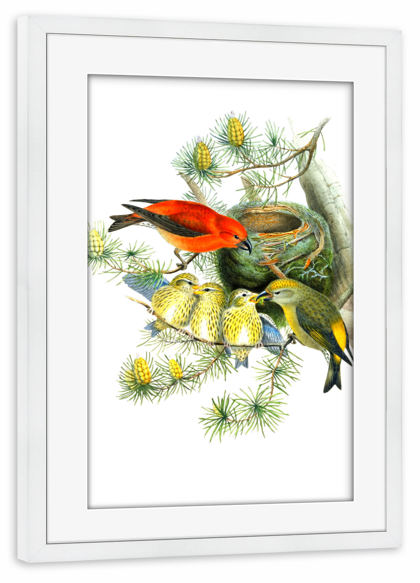 Poster mit Rahmen weiß "Loxia Curvirostra, Linn" artboxONE - Natur,Für Kinder,Tiere,Für Mama,Für Papa