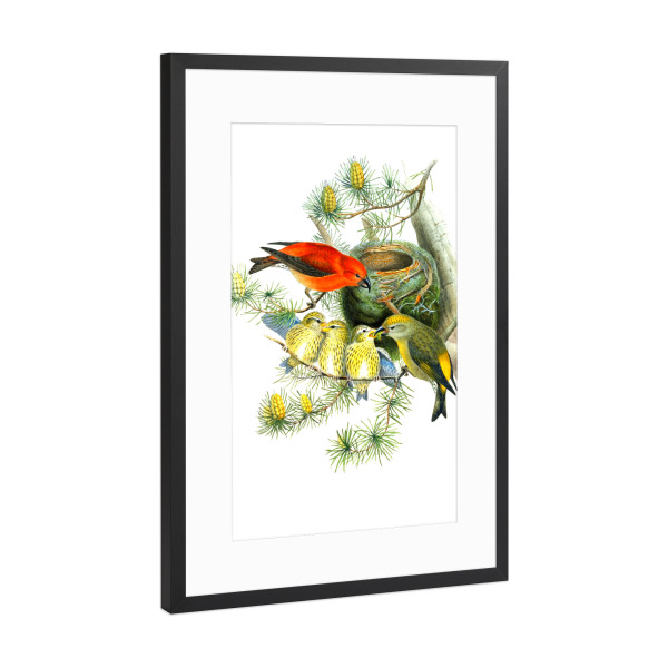Poster mit Rahmen Schwarz (Metallic) "Loxia Curvirostra, Linn" artboxONE - Natur,Für Kinder,Tiere,Für Mama,Für Papa
