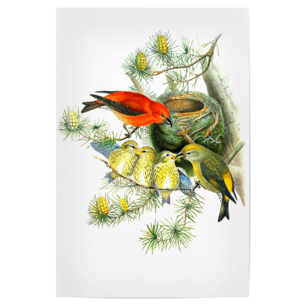 Poster 30x20 cm "Loxia Curvirostra, Linn" artboxONE - Natur,Für Kinder,Tiere,Für Mama,Für Papa