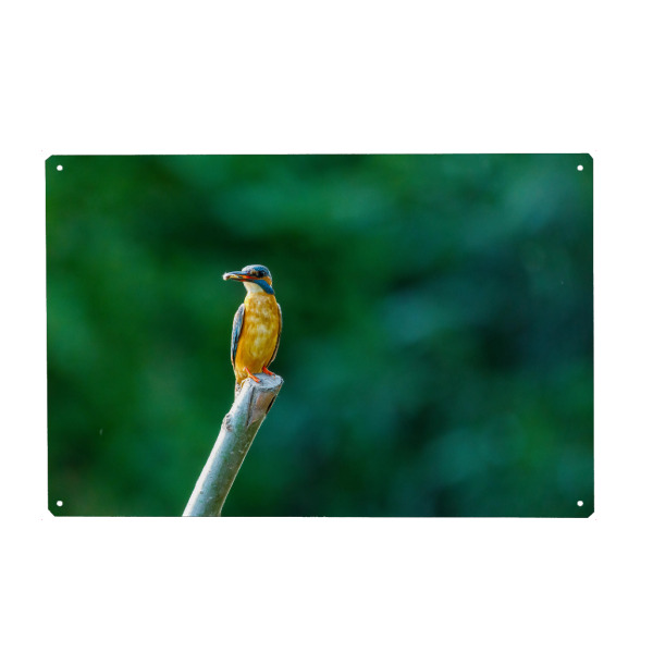 Holzbild "Der Eisvogel" artboxONE - Natur,Tiere - Eisvogel,Wildlife,Vogel,Natur,Tier,Fischer