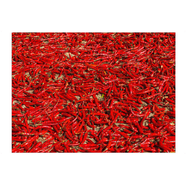 Puzzle Ravensburger "Viele Rote Chilischoten" artboxONE - Essen & Trinken - Chili,Chilischoten,Rot,Hintergrund,Gemüse,Gewürze,Scharf,Lebensmittel