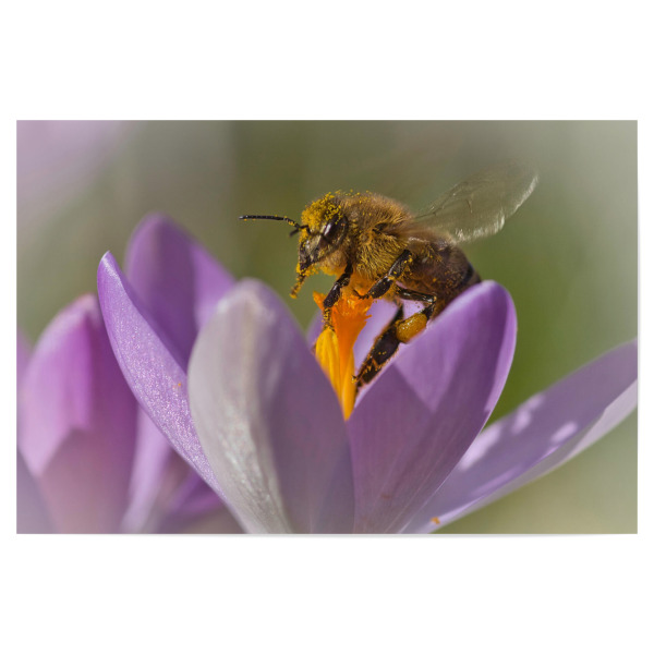Poster 30x20 cm "Biene mit Blütenstaub" artboxONE - Natur