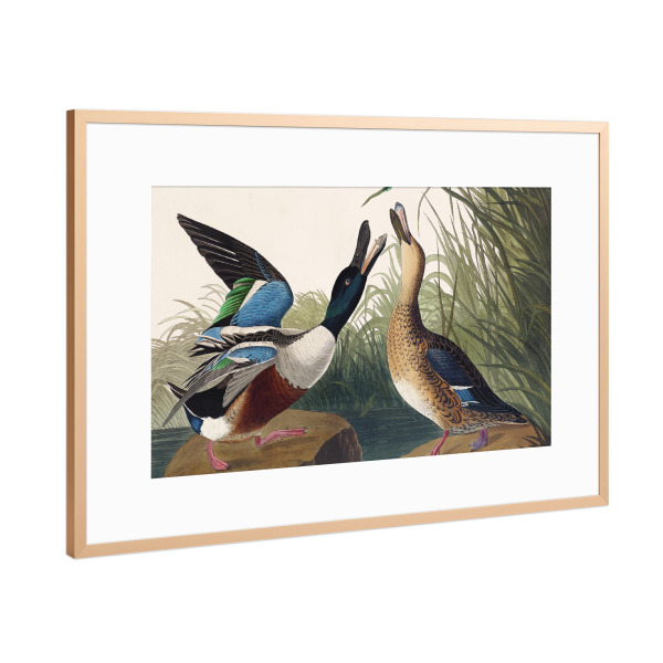 Poster mit Rahmen Kupfer "Löffelente" artboxONE - Natur,Für Kinder,Tiere,Für Mama,Für Papa